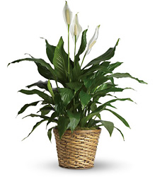 Simply Elegant Spathiphyllum  from Schultz Florists, flower delivery in Chicago